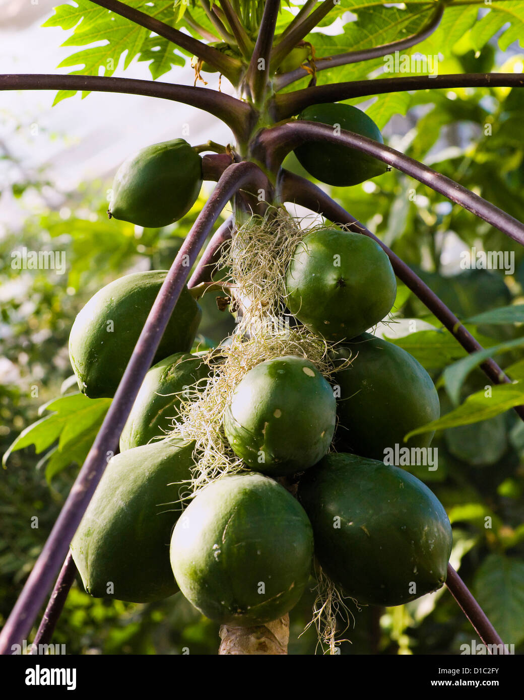 Green papaya fruits on tree Stock Photo