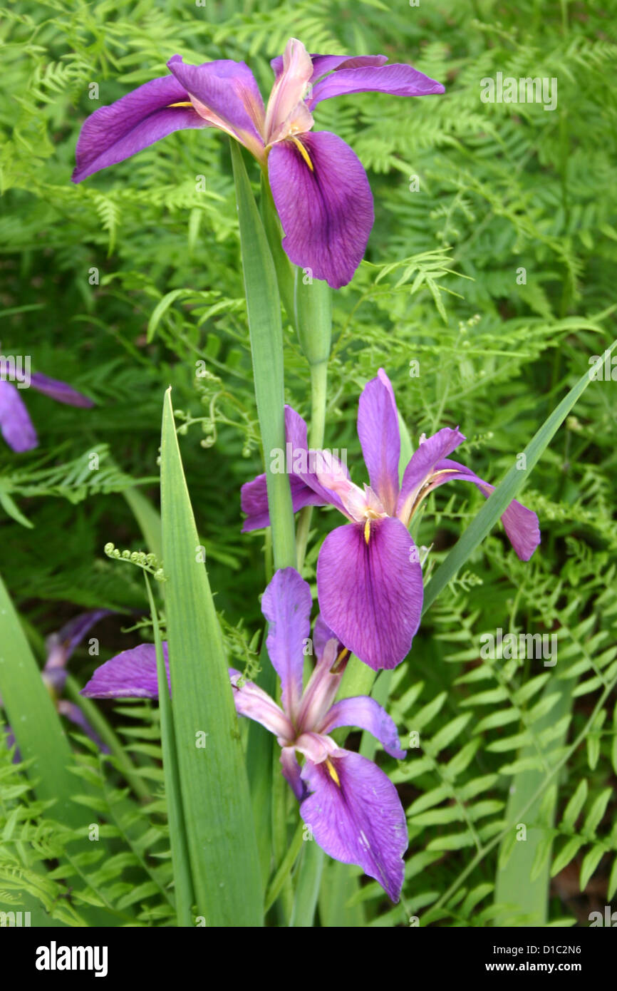 Purple spuria iris flowers Stock Photo
