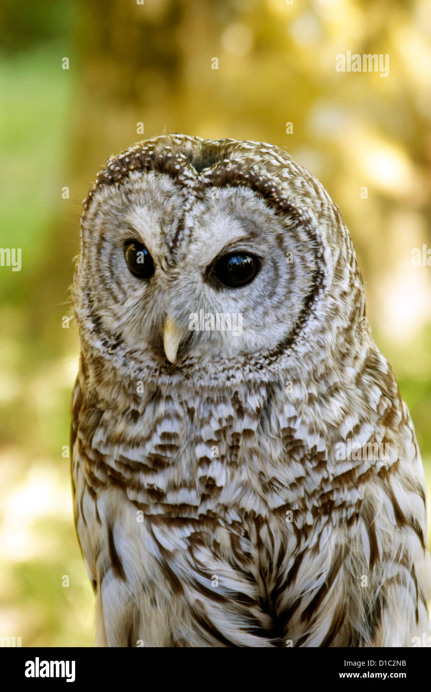 Barred Owl resting during the day. Stock Photo