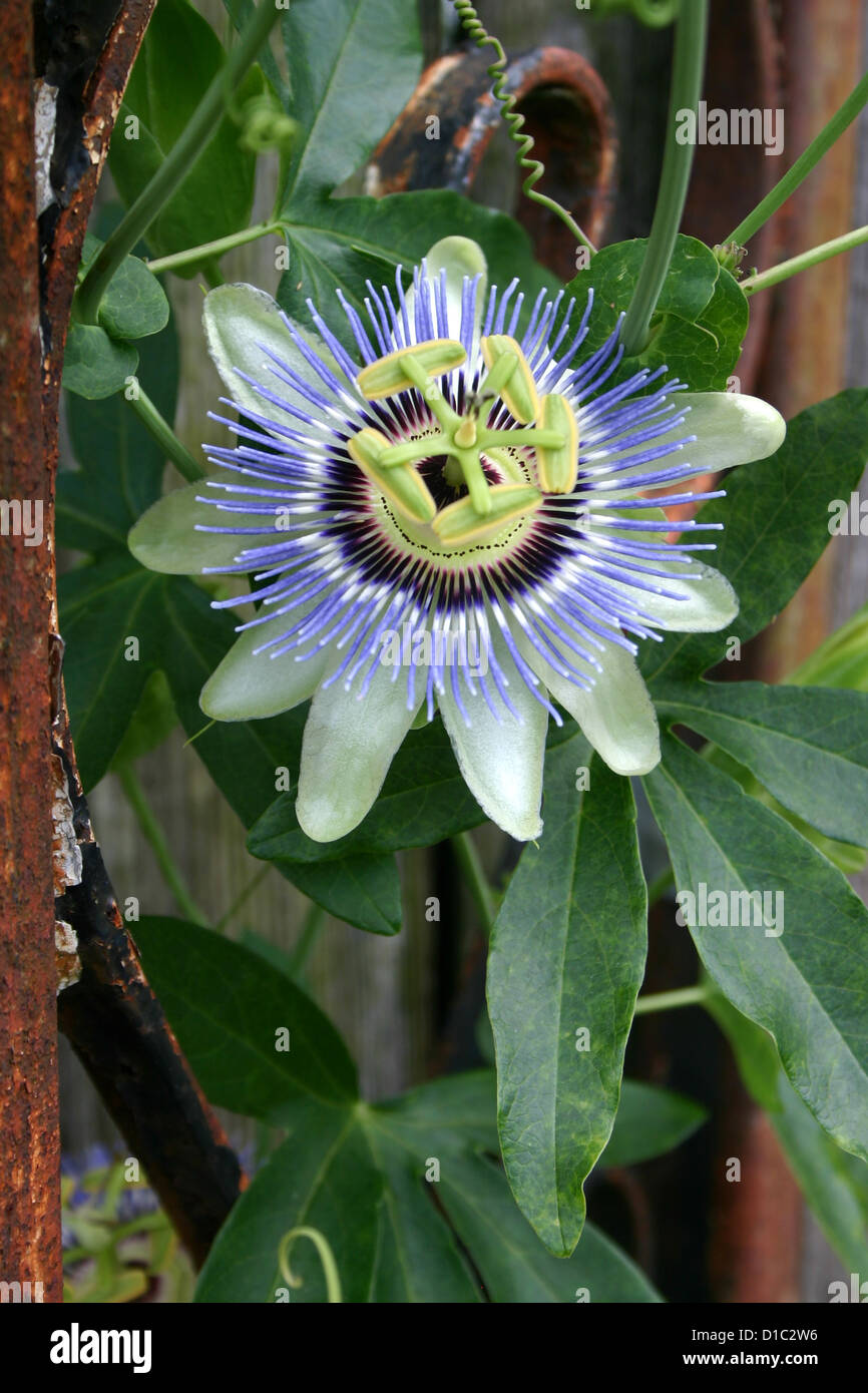 Passion fruit vine with flower Stock Photo Alamy