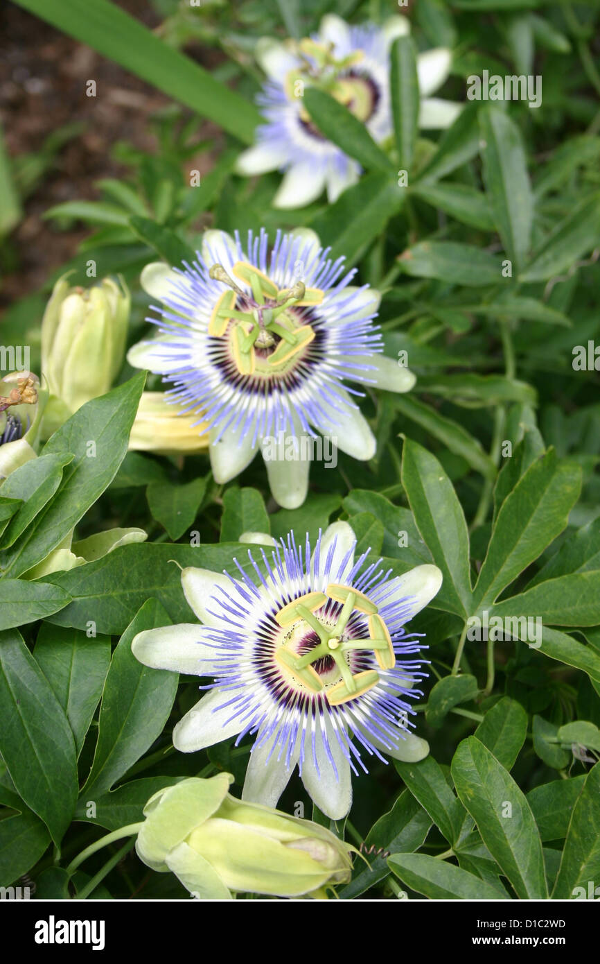 Passion fruit vine with flowers Stock Photo Alamy