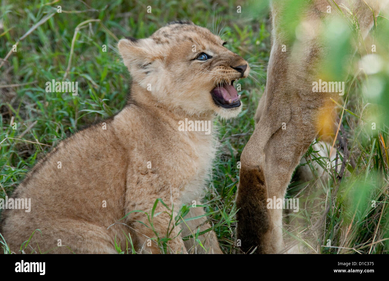Lion cub by mom's rear leg, making sounds Stock Photo Alamy