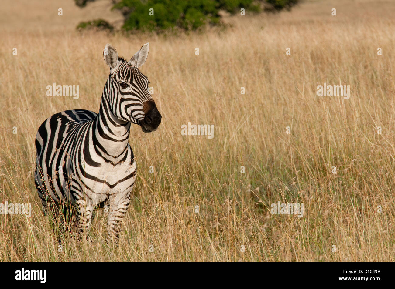 Burchell's Zebra in plains Stock Photo - Alamy