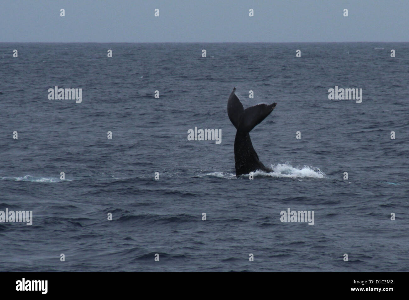 Tail slapping Humpback whale off coast of Honolulu, Oahu, Hawaii, USA ...