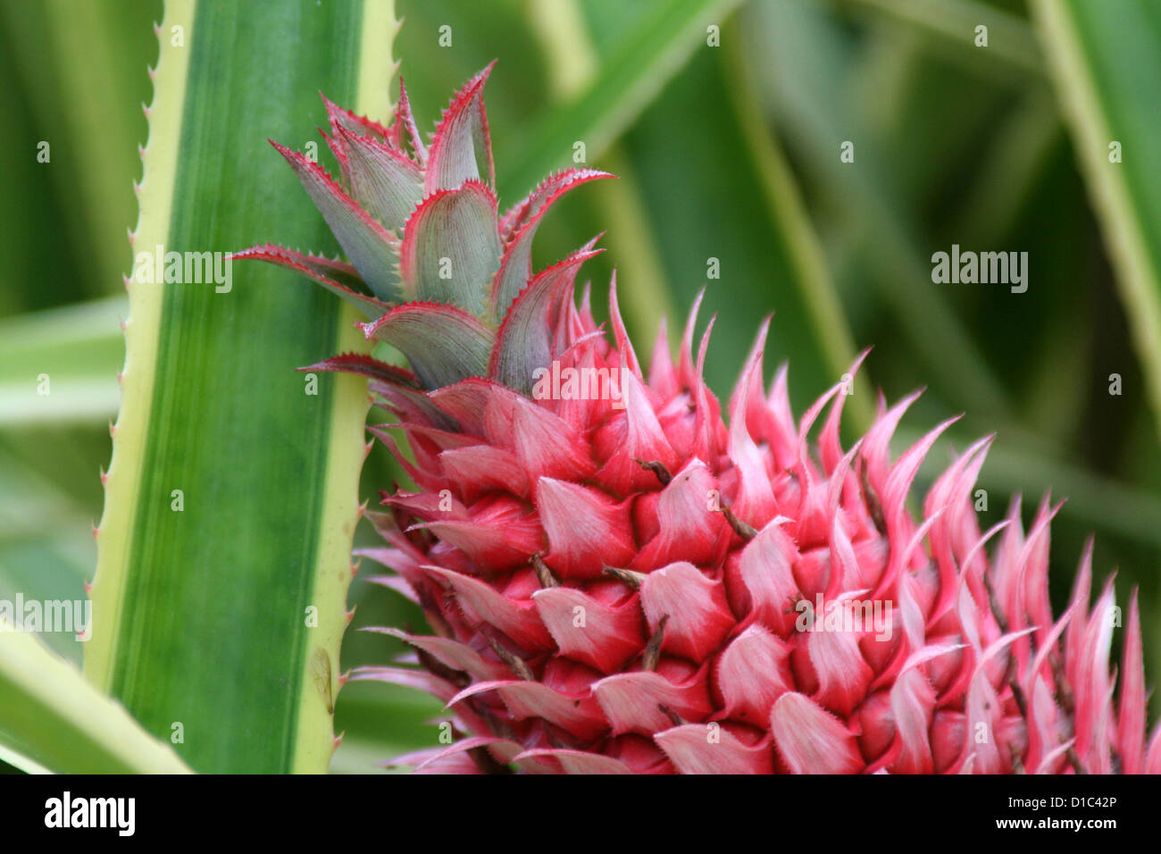 Pink pineapple bromeliad with variegated, thorny leaves Stock Photo Alamy