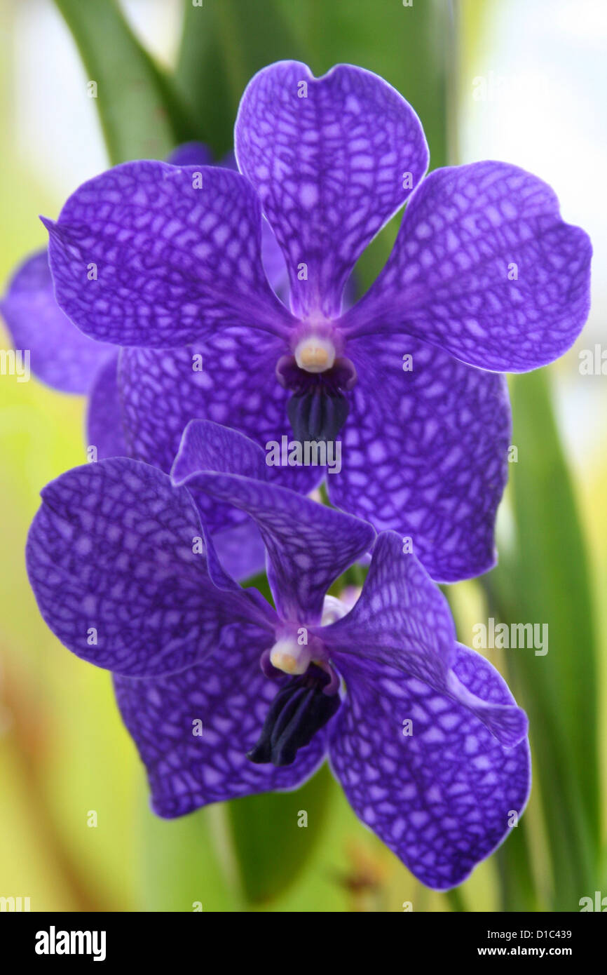 purple orchid flower Stock Photo Alamy