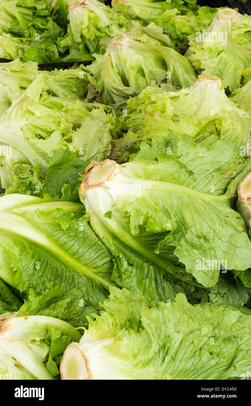 Display of fresh green leaf lettuce at the market Stock Photo