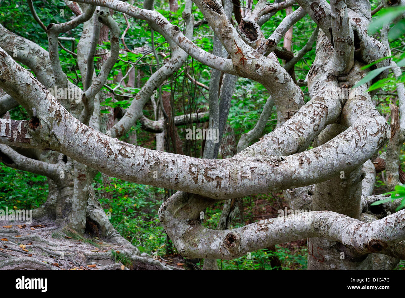 Cedar Tree Neck Sanctuary, Martha's Vineyard, Massachusetts, USA Stock Photo