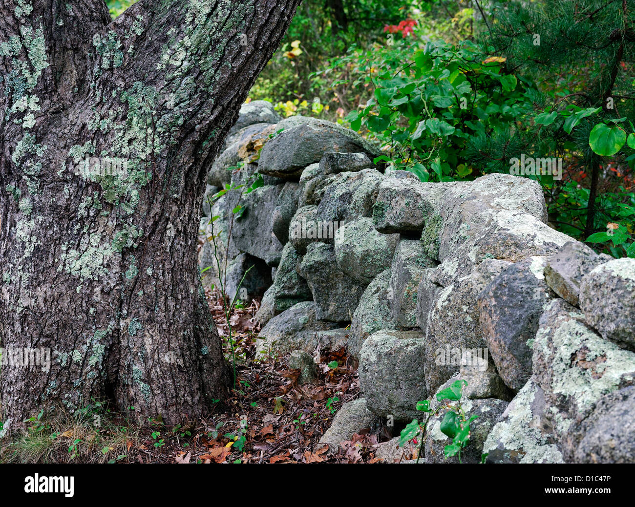 Stone fence, Martha's Vineyard, Massachusetts,, USA Stock Photo