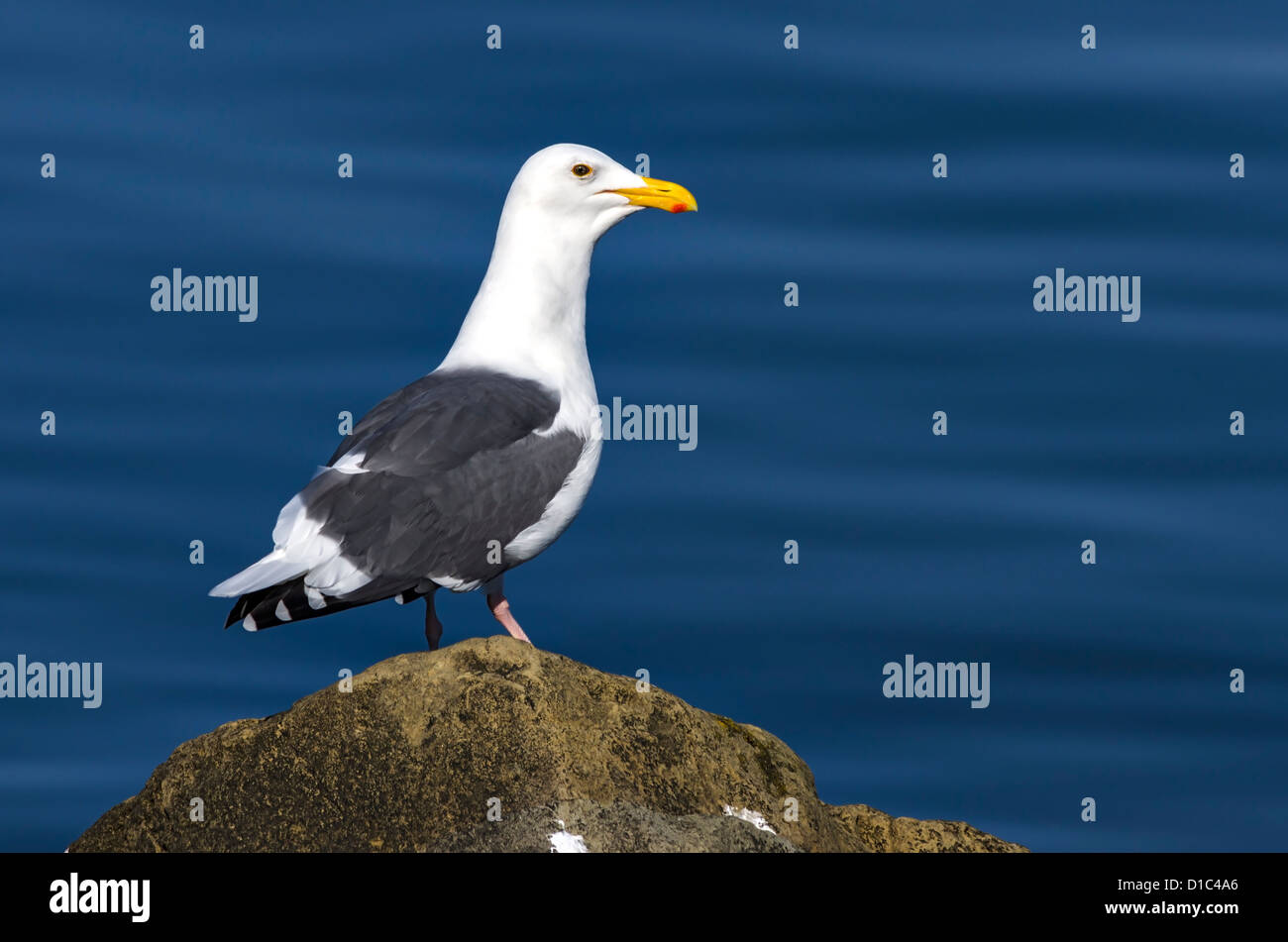 Western Gull perched on a rock, Oregon, USA Stock Photo