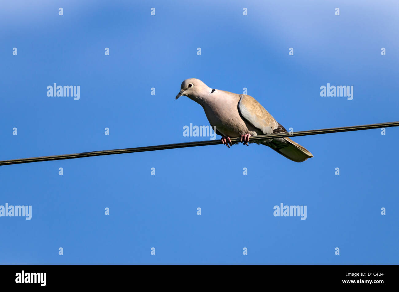 Collared dove photos hires stock photography and images Alamy
