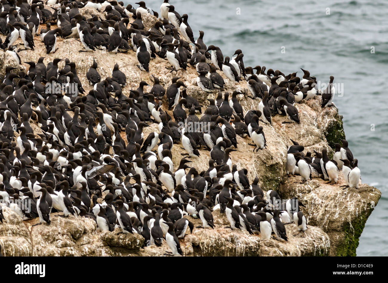 Common Murre at Yaquina Head Outstanding Natural Area, Oregon Stock Photo