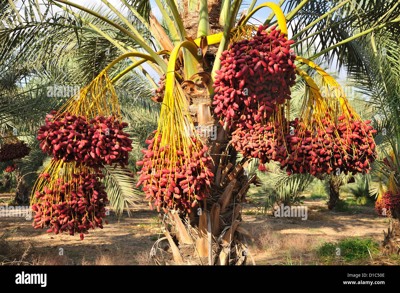 Date palm branches with ripe dates. Northern israel Stock Photo Alamy