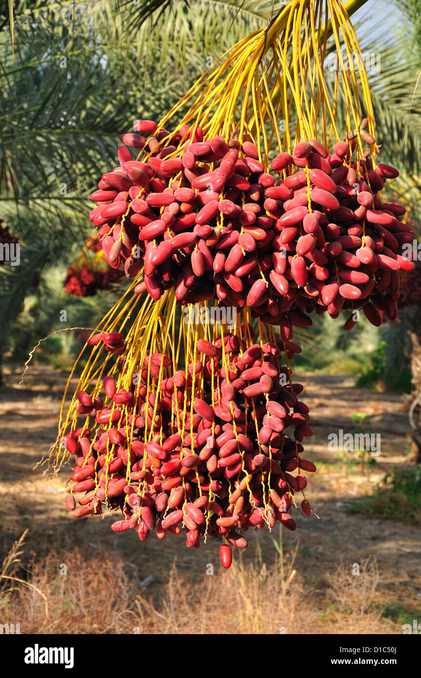 Date palm branches with ripe dates. Northern israel Stock Photo Alamy