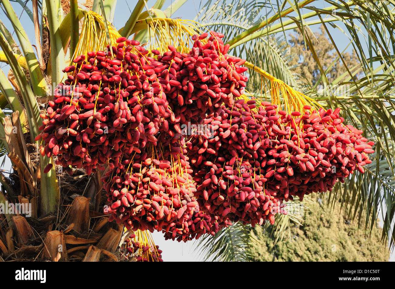 Date palm branches with ripe dates. Northern israel Stock Photo Alamy
