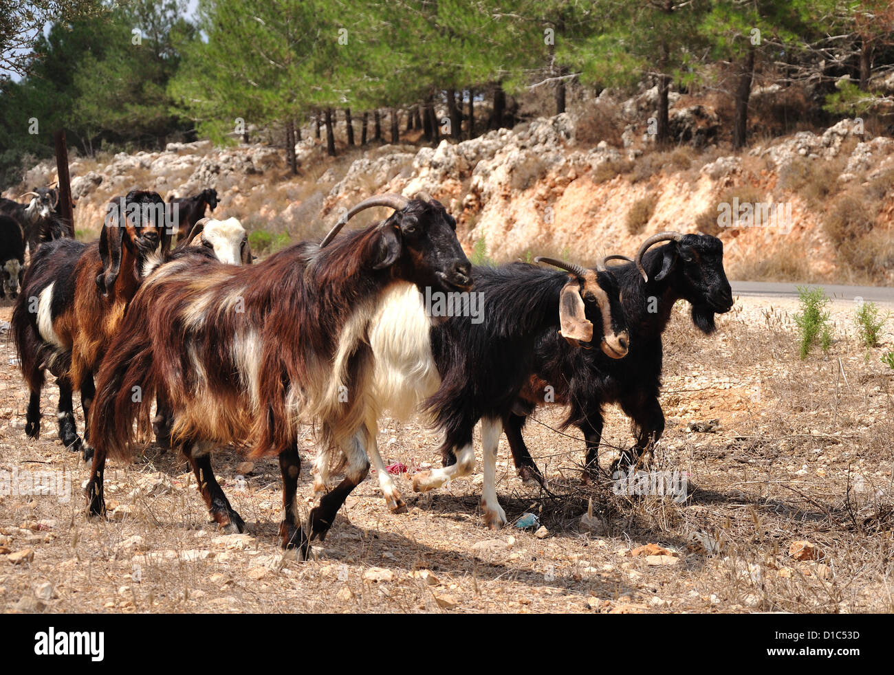 Flock of goats at Northern Israel. Stock Photo