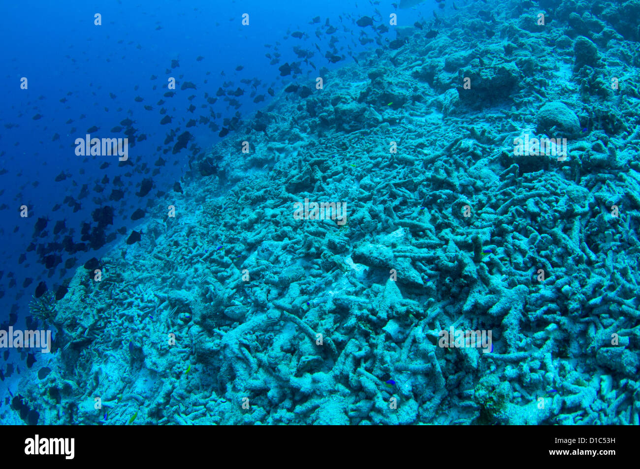 A completely destroyed reef due to bomb or dynamite fishing, Spice Islands,  Maluku Region, Halmahera, Indonesia, Pacific Ocean Stock Photo - Alamy