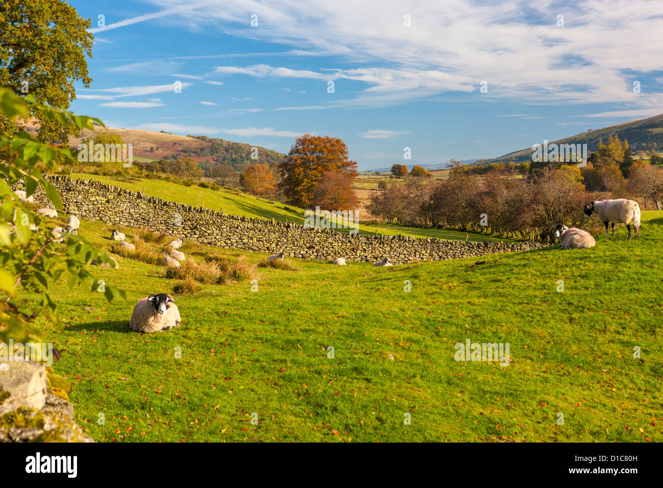 Sheep grazing in the Lake District National Park Stock Photo - Alamy