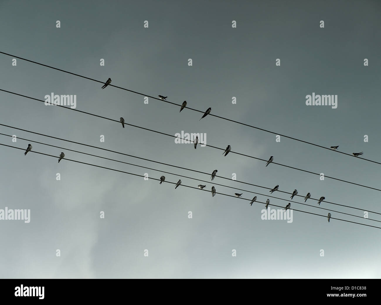 birds on high voltage lines Stock Photo Alamy