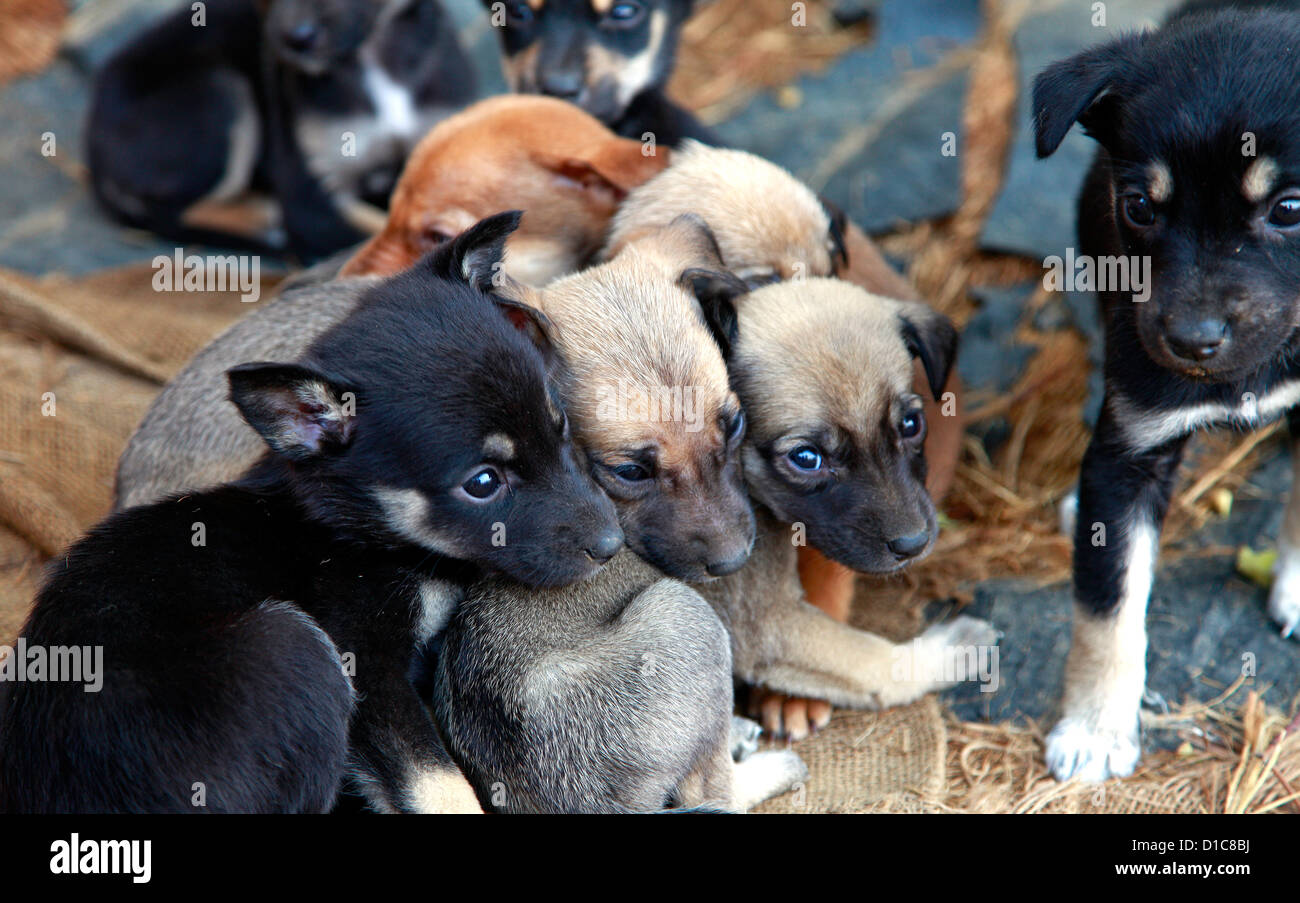 Group of  Puppies Stock Photo
