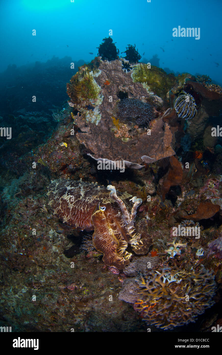 A wide angle shot f a giant cuttlefish and it environment. Gili Banta ...