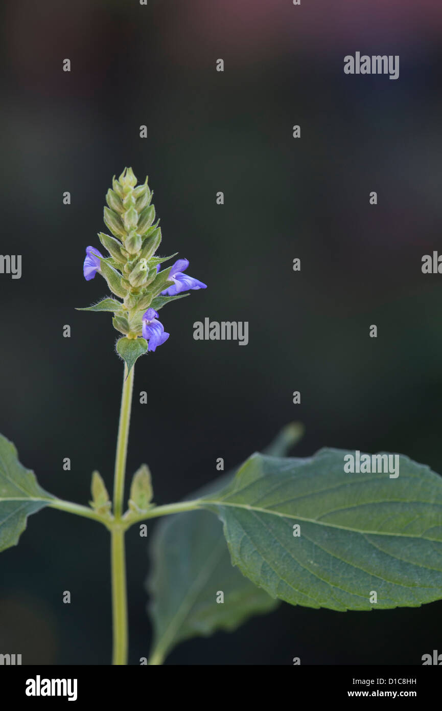 Salvia Hispanica . Chia flower Stock Photo Alamy