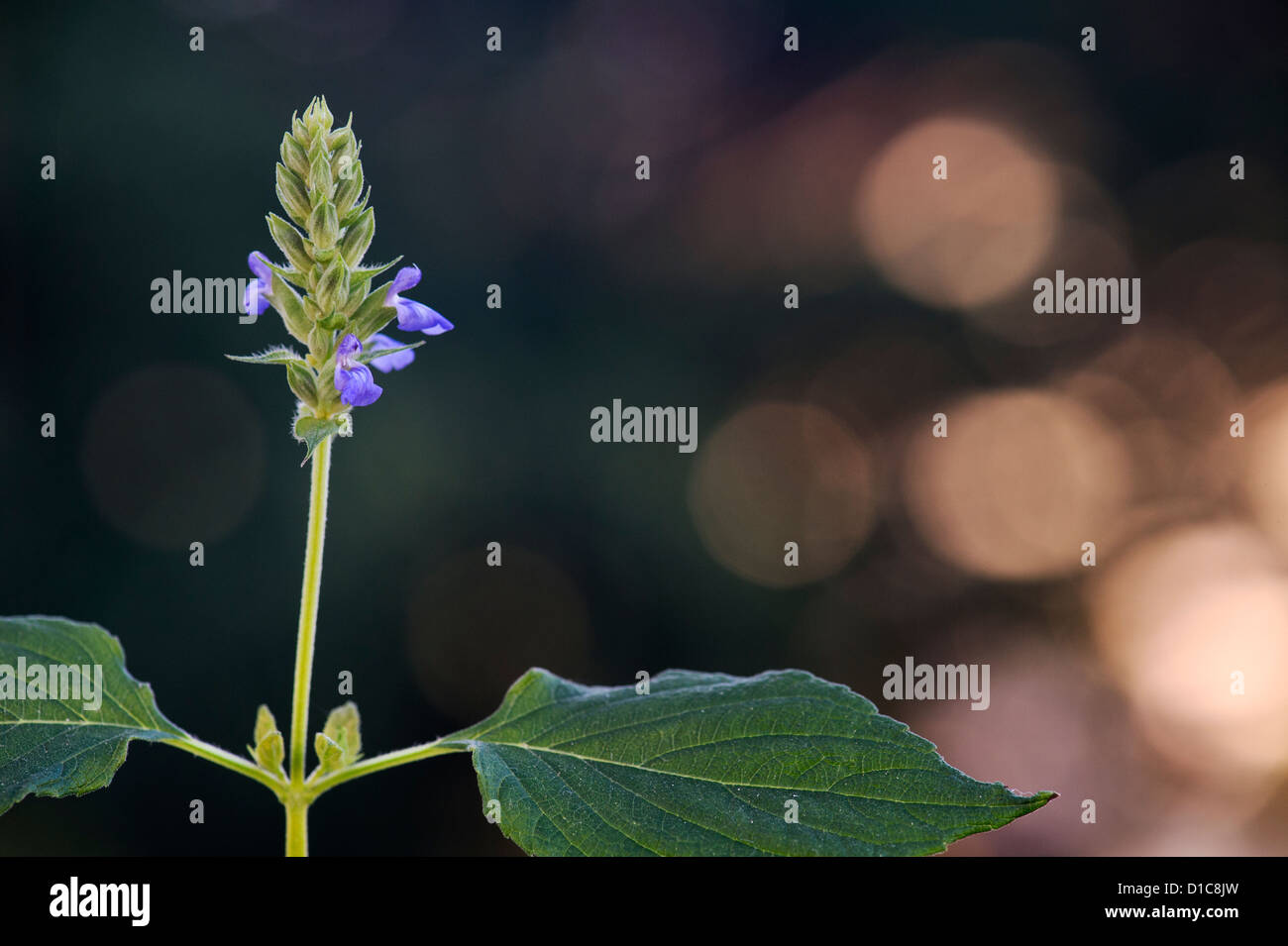 Salvia Hispanica . Chia flower Stock Photo Alamy