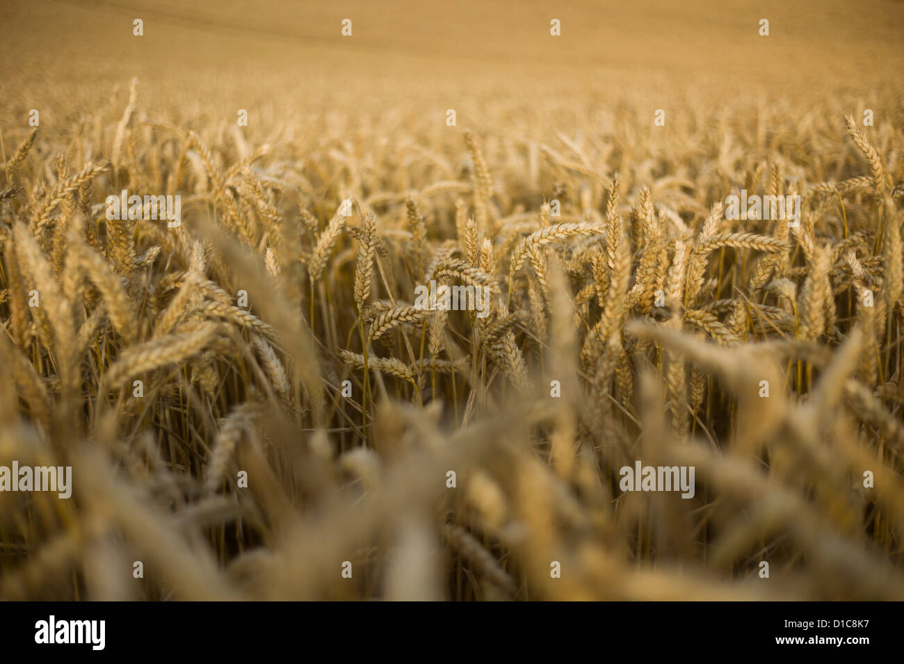 Stoughton west sussex hires stock photography and images Alamy