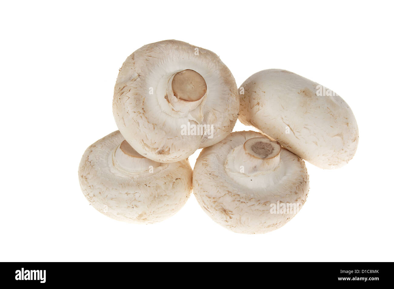 Button mushrooms, photo on the white background Stock Photo