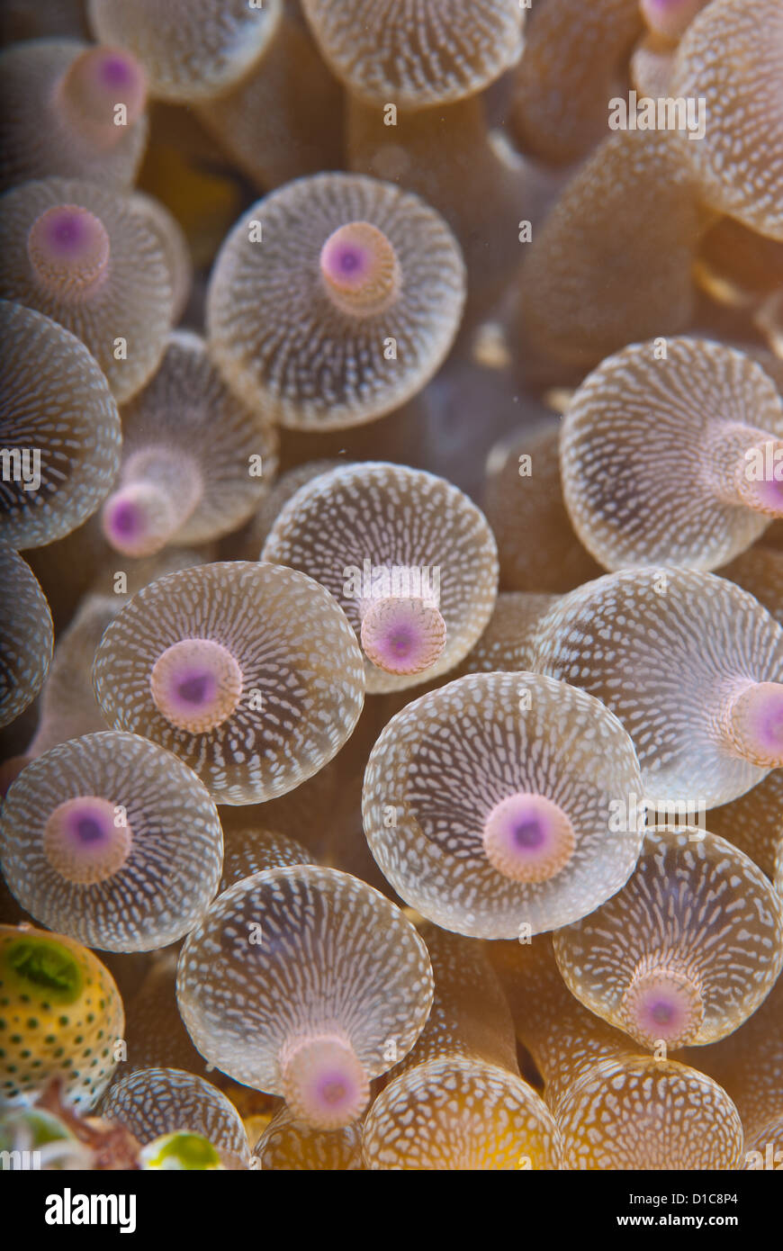 pink anemone tentacles looking like titties and nipples. Komodo Indonesia  Stock Photo - Alamy