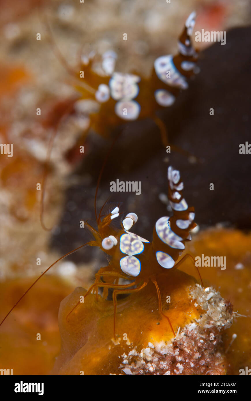 A pair or couple of anemone shrimps taken up very close during a dive in Komodo. Macro shot critters Stock Photo