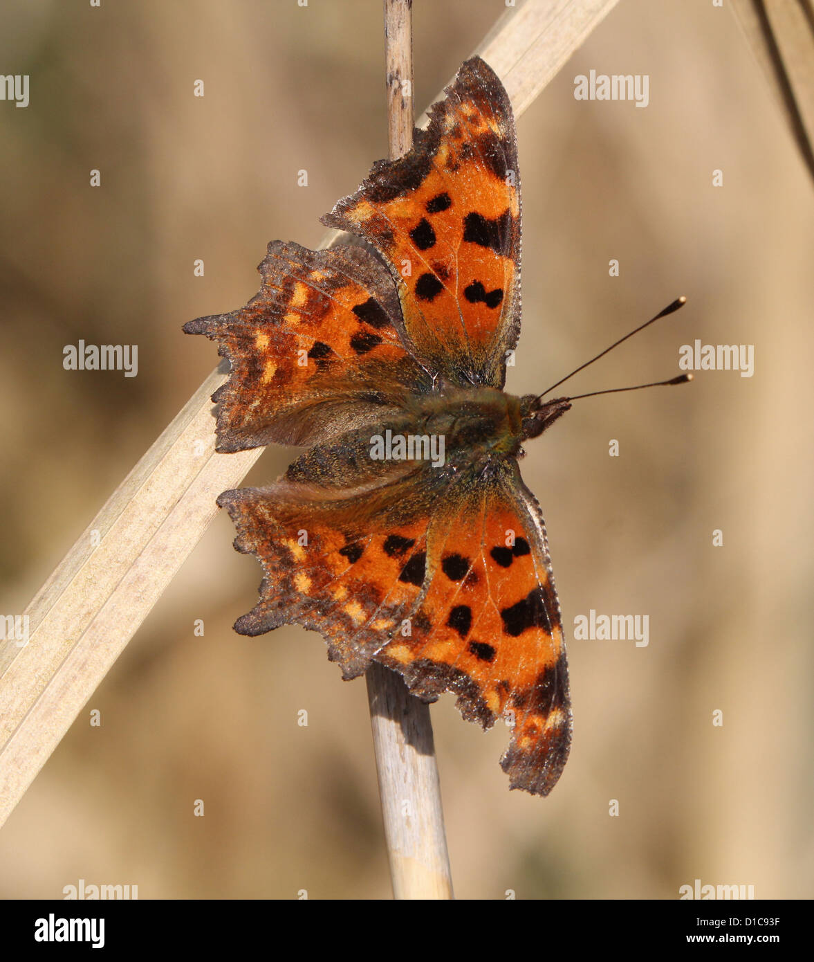 Comma Buttrfly Comma Butterfly ( Polygonia c-album) macro image, showing the typical ...