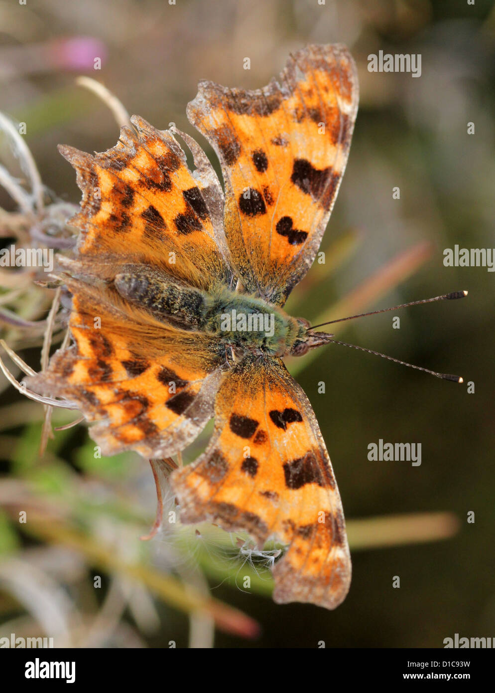Comma Buttrfly Comma Butterfly ( Polygonia c-album) macro image, showing the typical ...