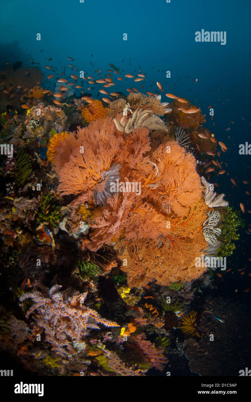 A very healthy coral reef with its coral fish. The water is very clear and nice and blue. Komodo National Park, Indonesia Stock Photo