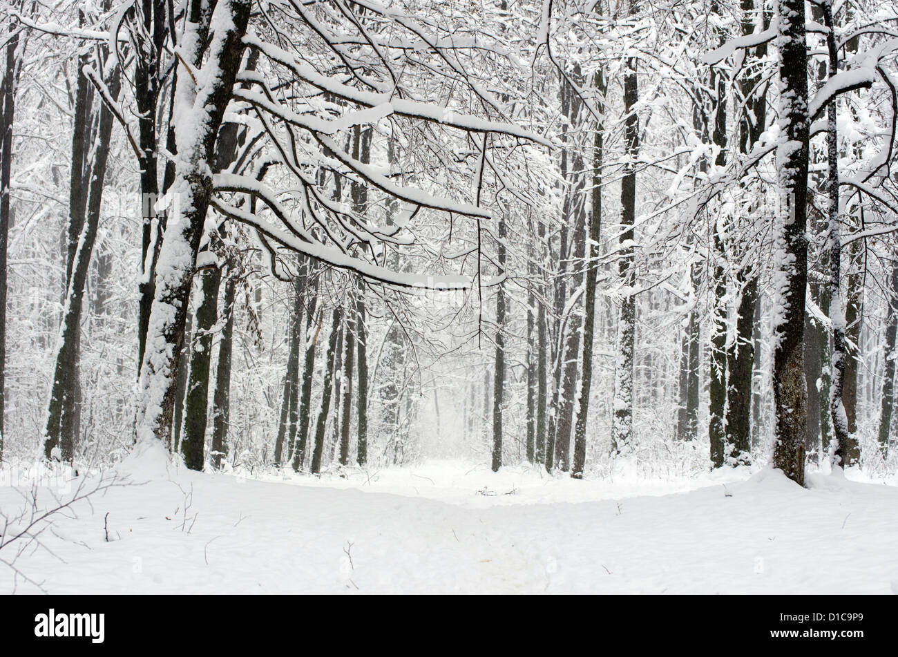 beautiful winter forest and the road Stock Photo - Alamy