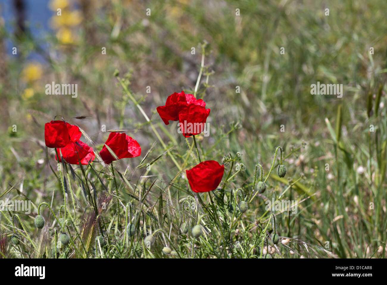 Bulgarian poppy hi-res stock photography and images - Alamy