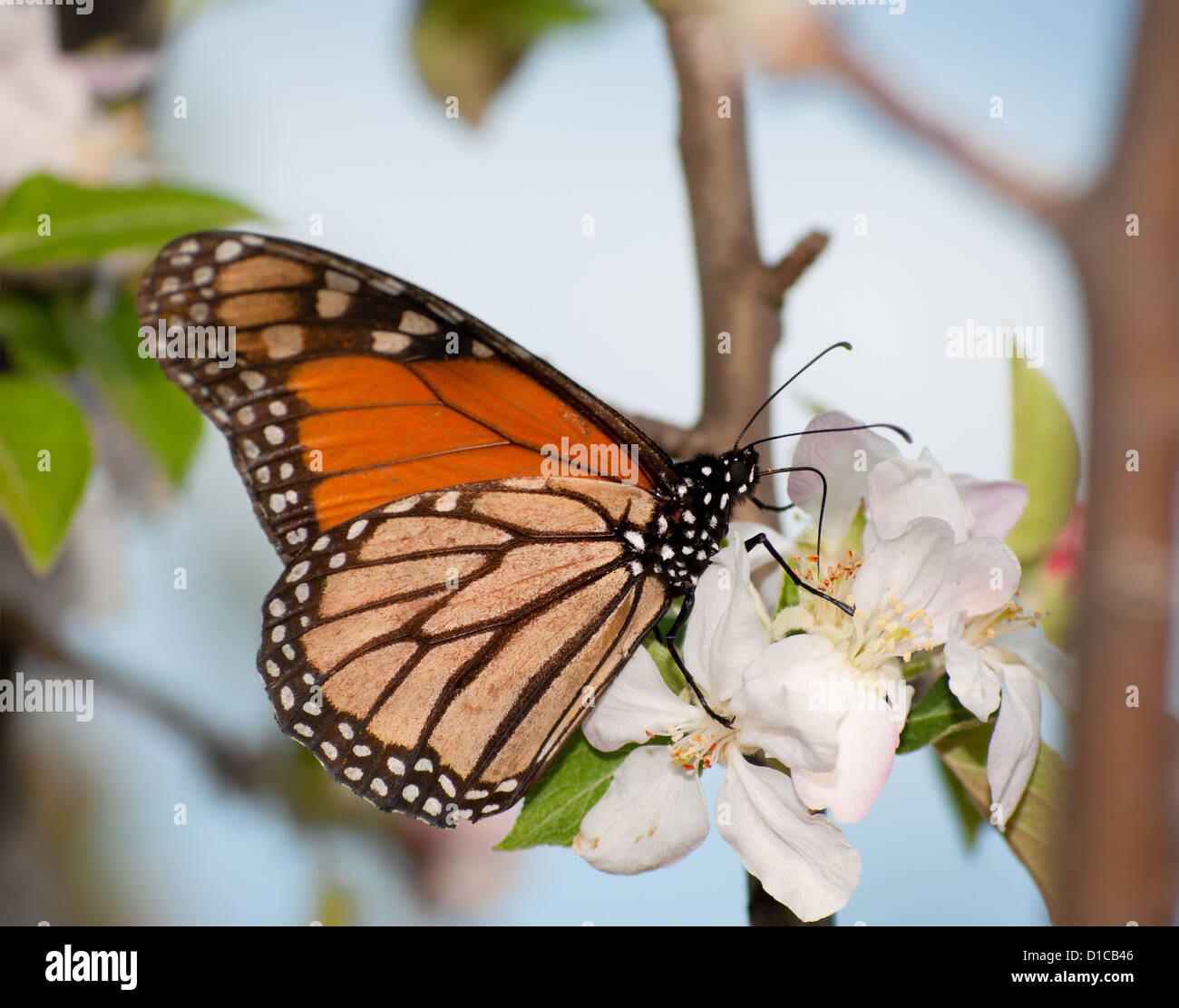 Monarch butterfly feeding on an early spring apple blossom Stock Photo