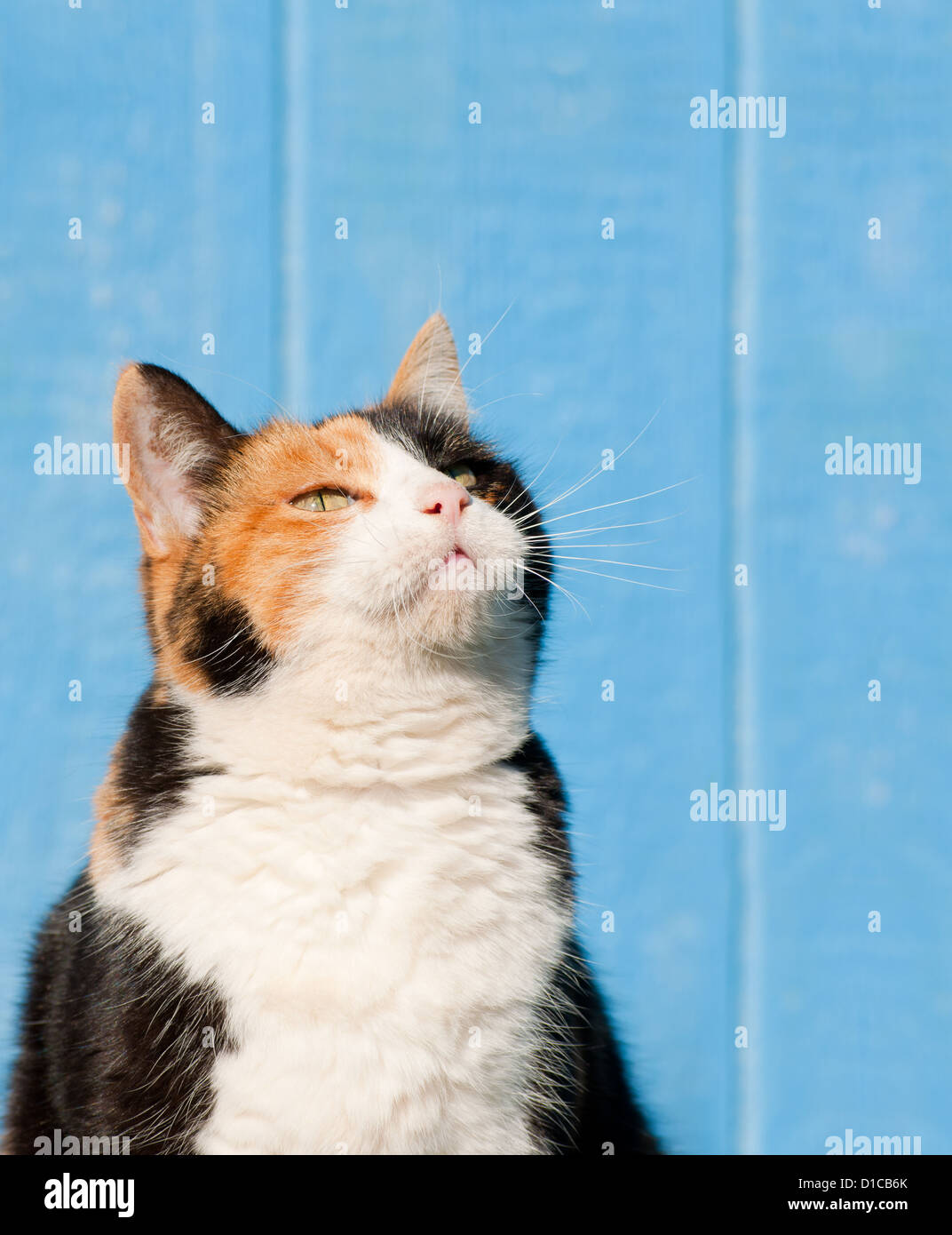 Calico cat looking up above her into copy space - ready for your message Stock Photo