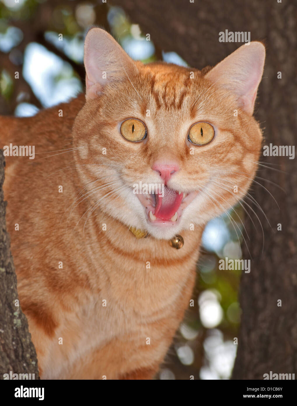Comical image of a orange tabby cat with his mouth open Stock Photo