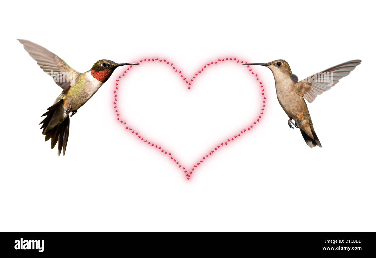 Hummingbird valentine hires stock photography and images Alamy