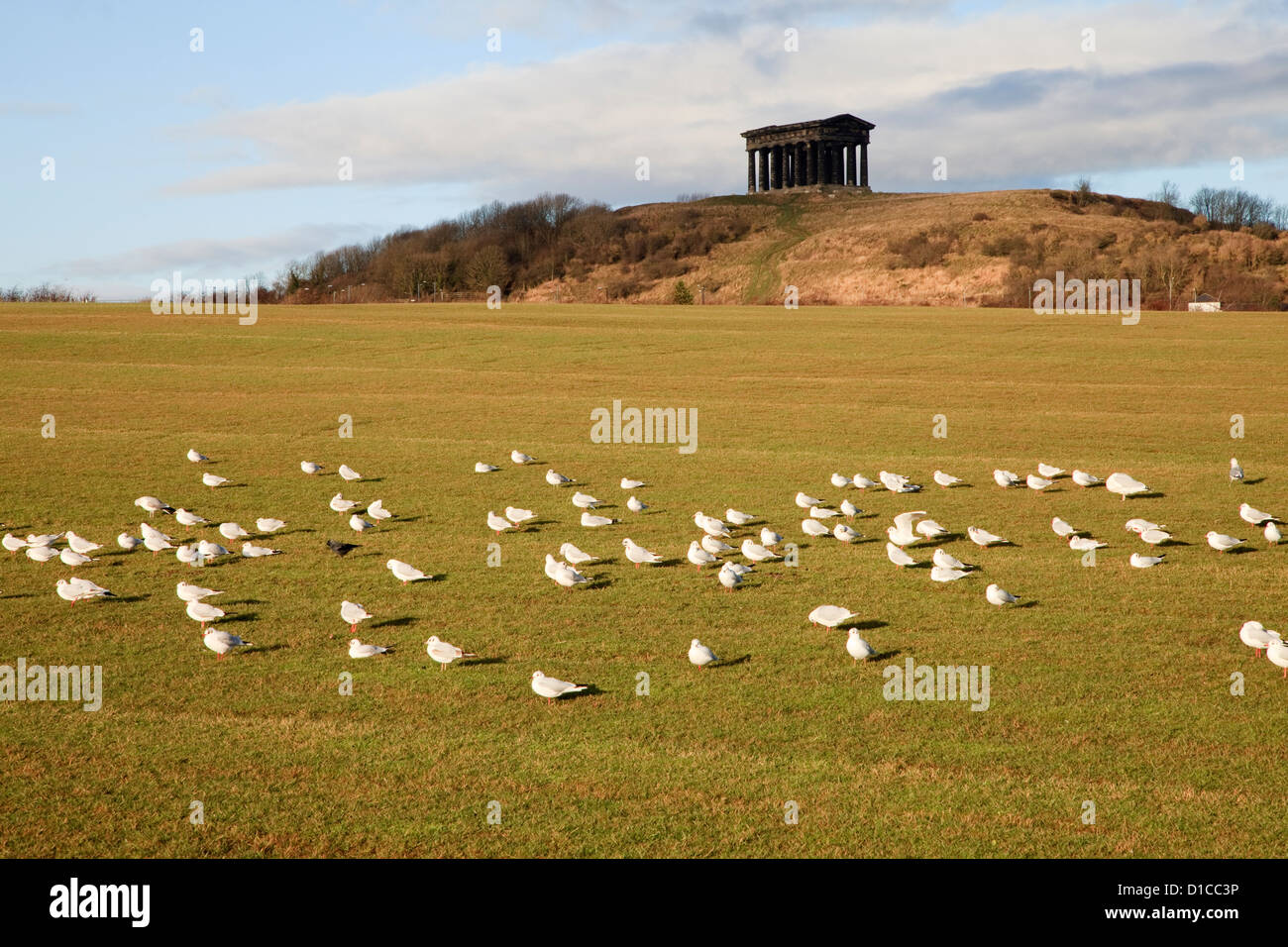Flock of gulls Penshaw Monument from Herrington Country Park