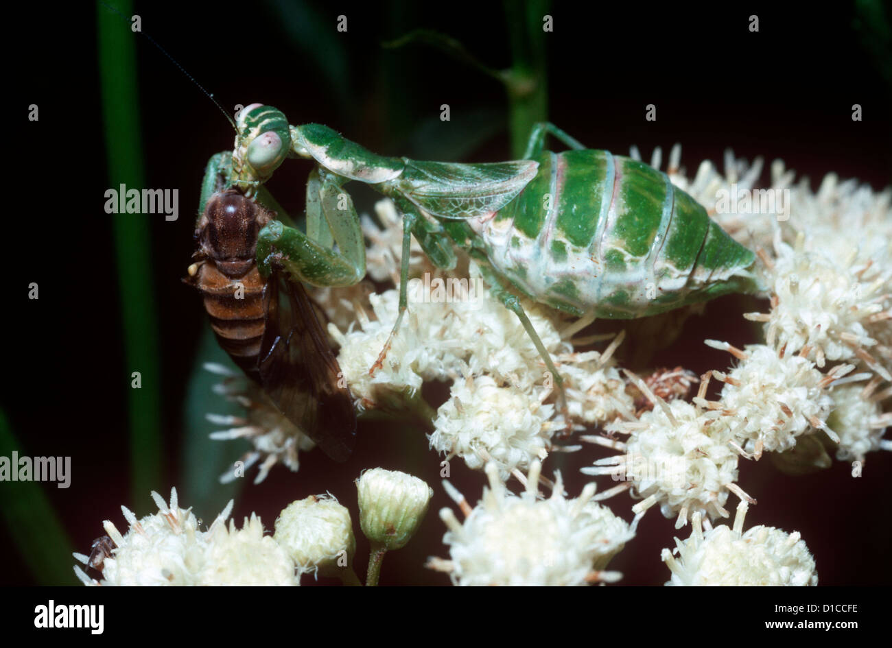 Praying mantis (Acontista sp.: Acanthopidae) female feeding on a horse fly; in rainforest Argentina Stock Photo