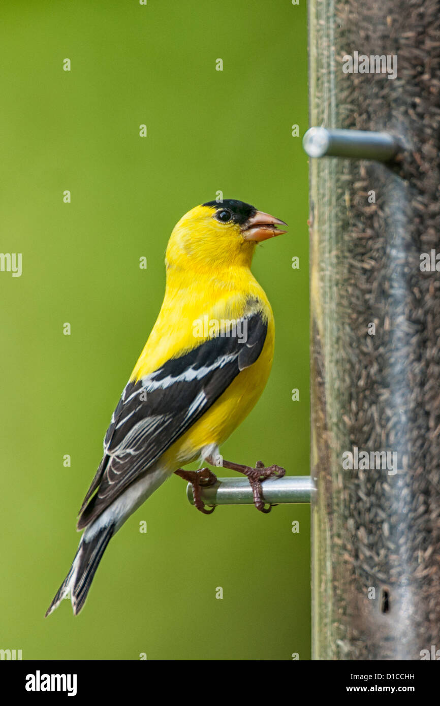 Male American Goldfinch On Thistle Seed Feeder Stock Photo