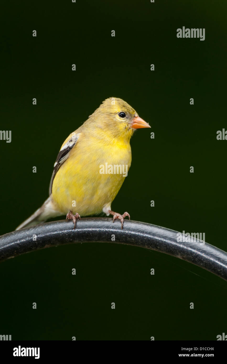 Female American Goldfinch in summer plumage Stock Photo - Alamy