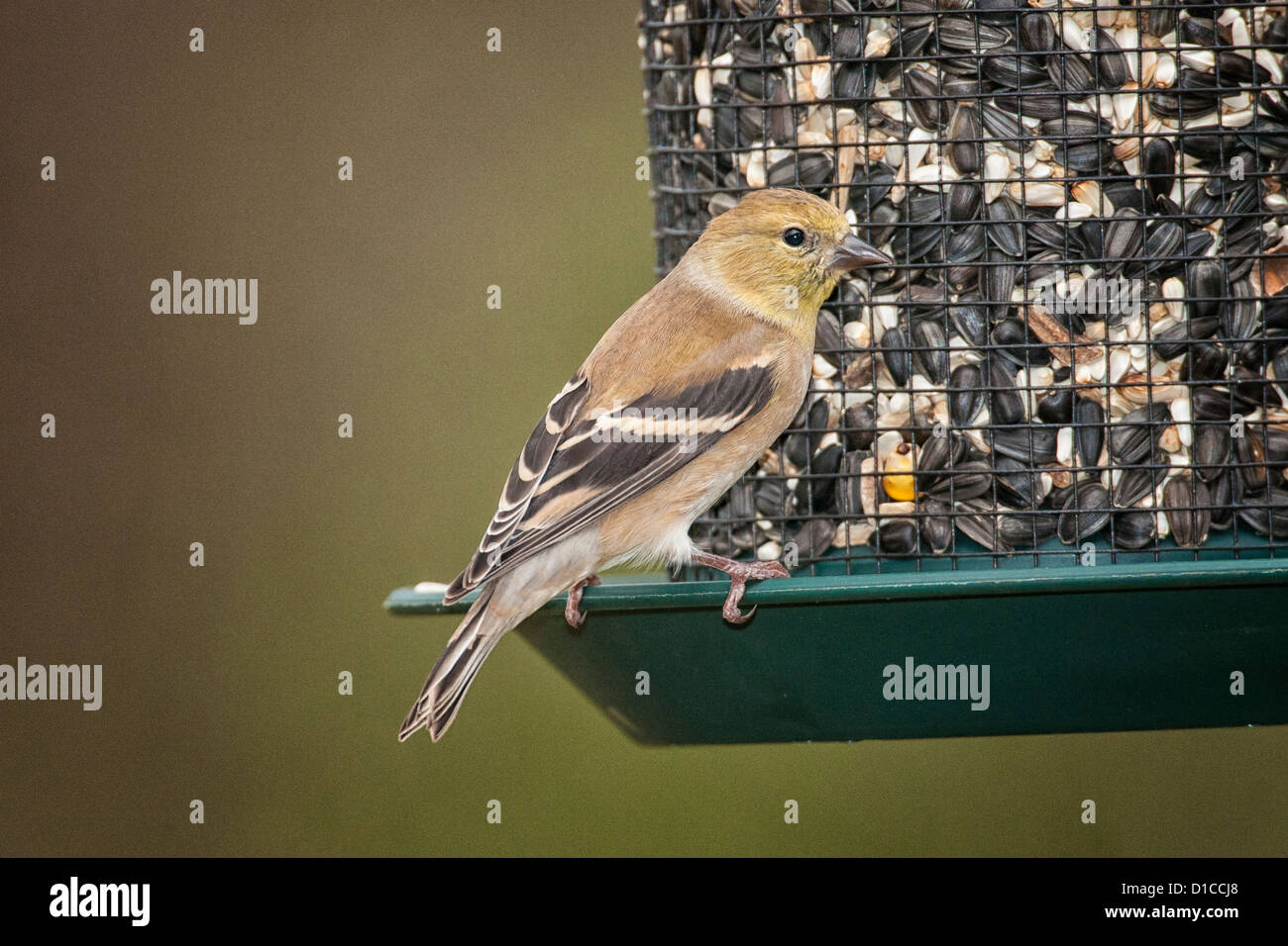 American Goldfinch Female Winter