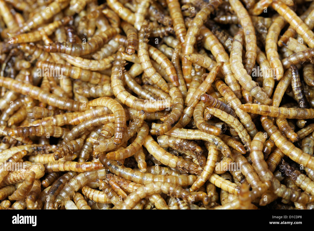 Dried mealworms hires stock photography and images Alamy