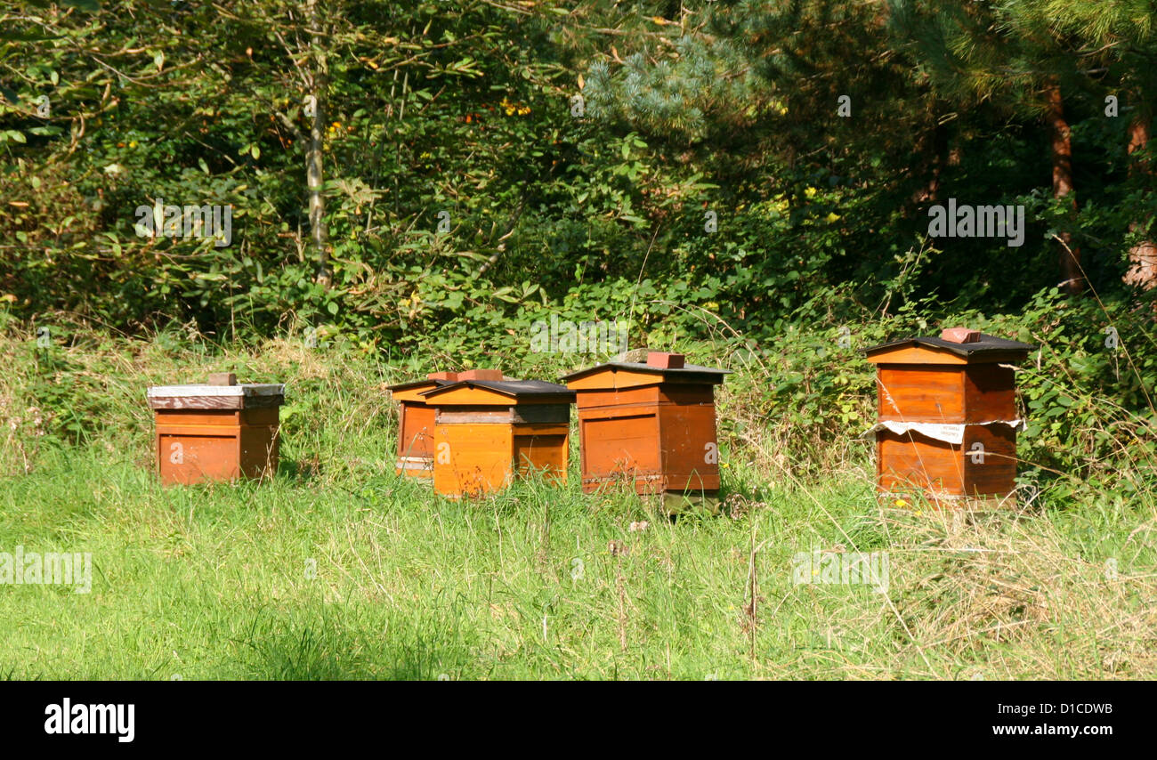 Beehives in woodland setting Kinver Staffordshire England UK Stock Photo