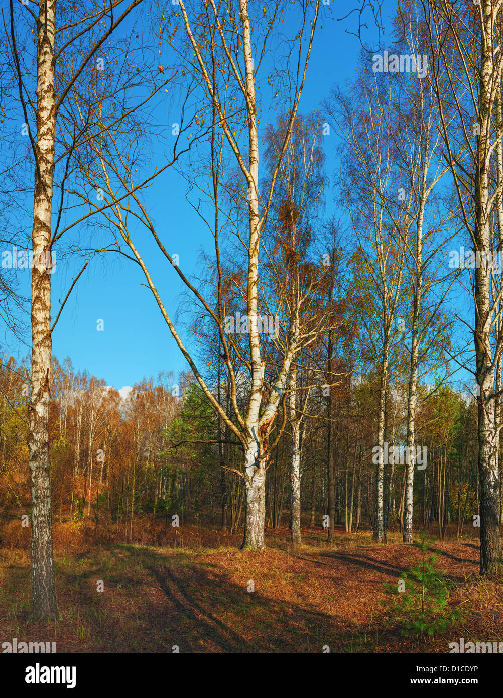Birches in evening autumn forest Stock Photo - Alamy