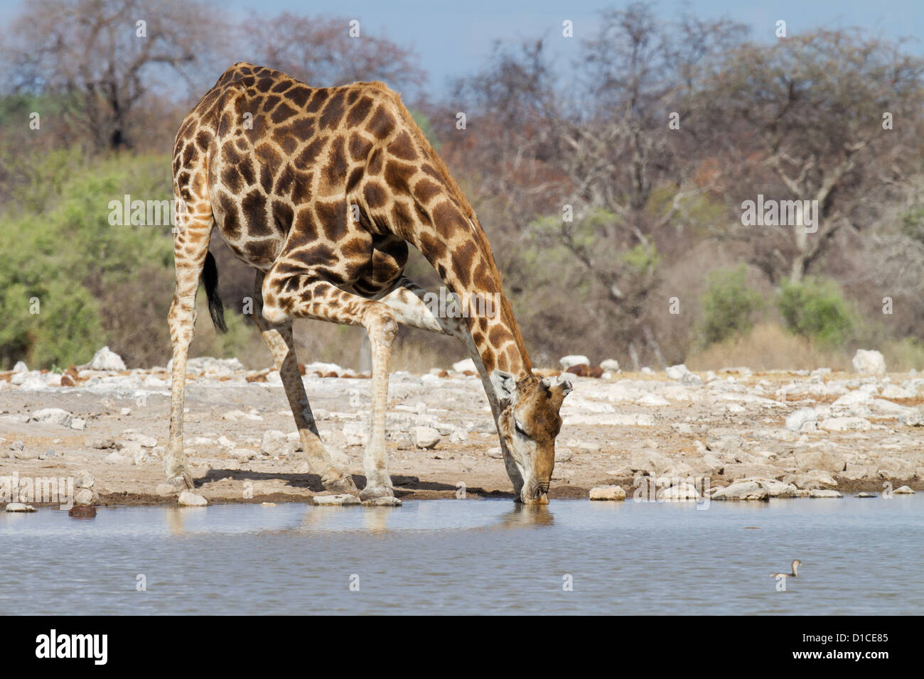 Giraffe drinking at Klein Namutoni waterhole in Etosha National Park, Namibia Stock Photo