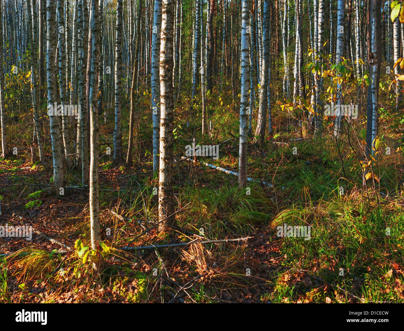 Birches in evening autumn boggy forest Stock Photo - Alamy